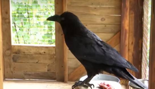 В Киеве участились нападения ворон на людей: причины пояснили орнитологи