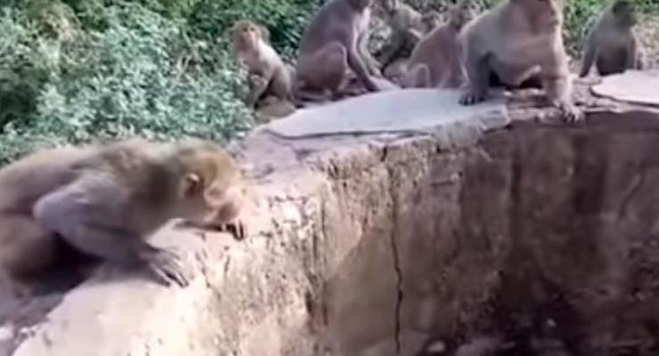 В Индии обезьяны помогли спасти леопарда