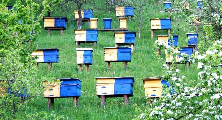 В Сумской области поймали похитителей пчел