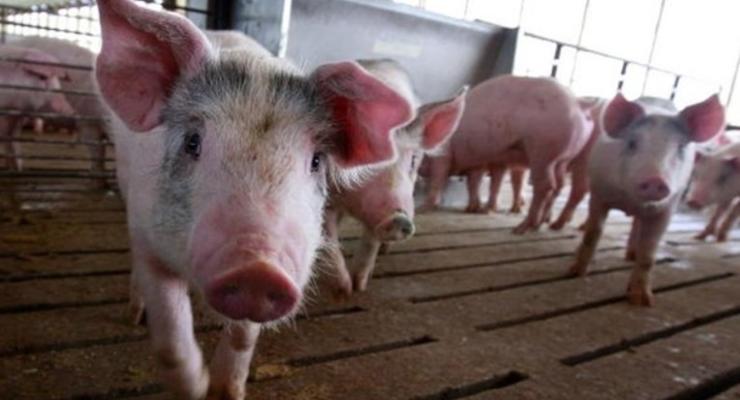 В Измаиле объявили карантин из-за вспышки чумы свиней