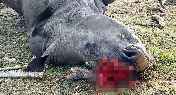 В ЮАР браконьеры убили редкого носорога за кусочек рога в 1 см
