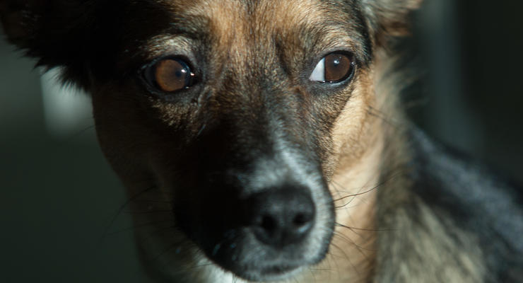 В Индии храбрый пес погиб, пытаясь спасти хозяина