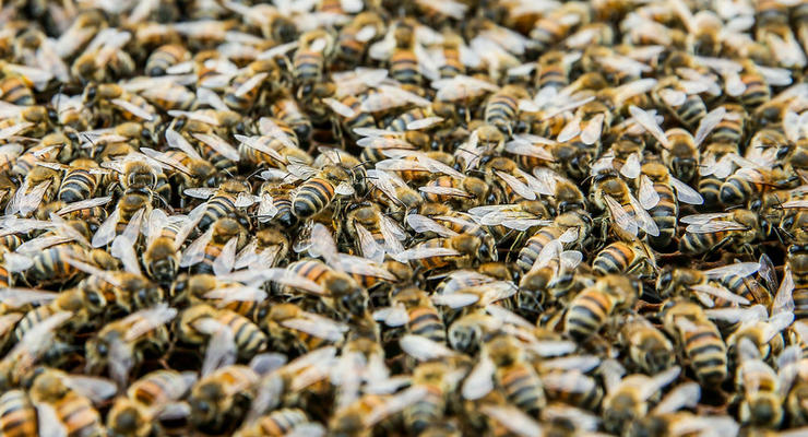 Почему гибнут украинские пчелы?