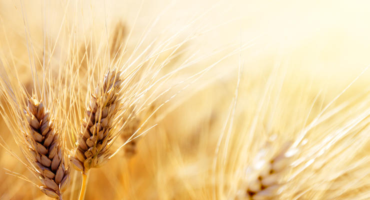 В Полтавской области сгорело огромное поле пшеницы
