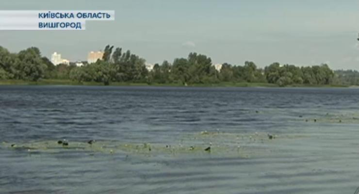 Водохранилища под Киевом заполонили медузы