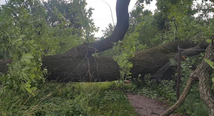 Шквал вырвал с корнем огромный столетний дуб на Прикарпатье