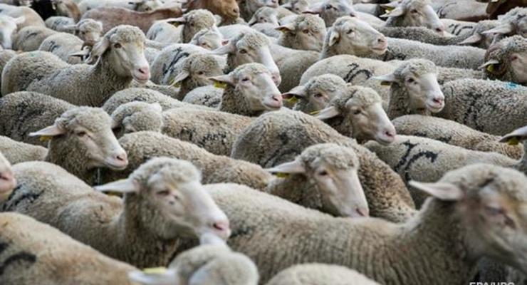 В Азербайджане легковушка сбила насмерть 57 овец