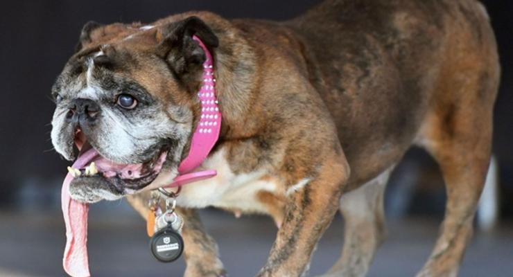 В США умерла самая некрасивая собака в мире