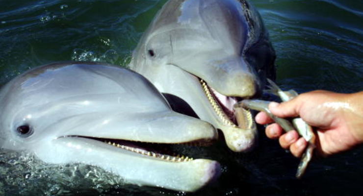 В Украине хотят спасти дельфинов: подробности "спецоперации"