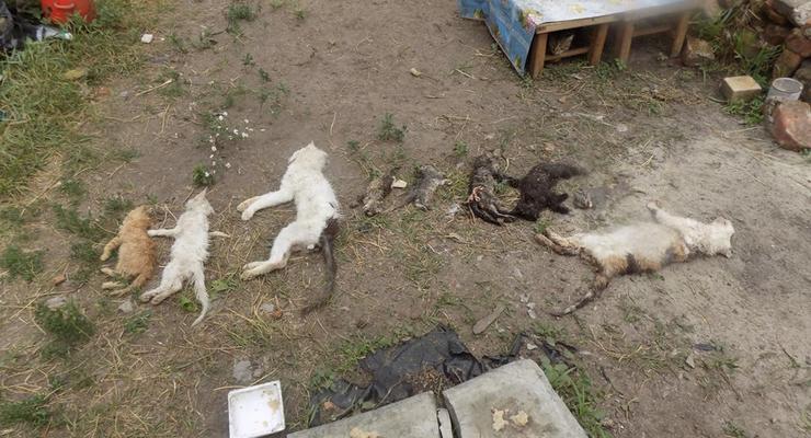В Харькове напали на приют и зарубили всех животных лопатой