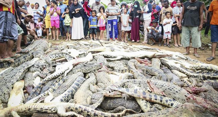 В Индонезии из мести убили почти 300 крокодилов