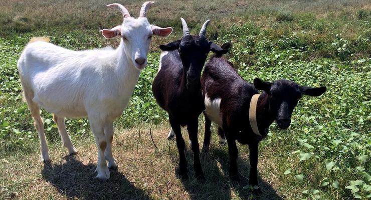 Полиция Харьковской области спасла трех коз и отчиталась в Facebook