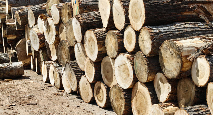 Появились скандальные данные о фальсификации в расследовании о вырубке лесов
