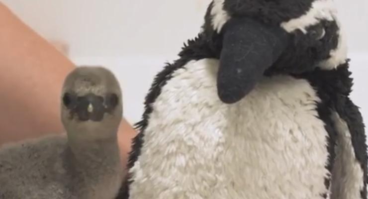 В зоопарке Лондона выходили "недовысиженного" пингвиненка