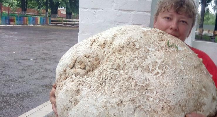 В Киевской области нашли гриб-гигант