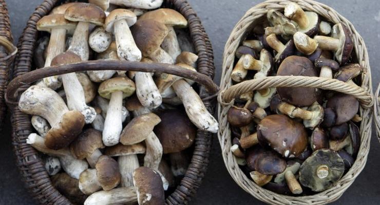 В Одесской области семья отравилась грибами, беременная мать и сын скончались