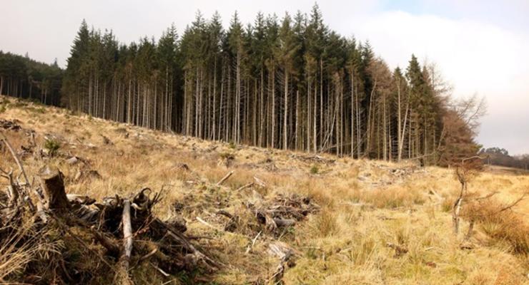 Вена призвала Киев отменить запрет на экспорт леса
