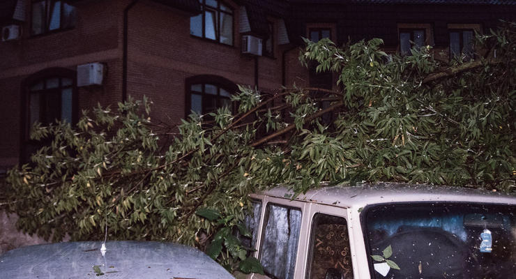 В Киеве дерево рухнуло на шиномонтаж