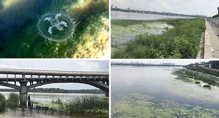 Эксперты взволнованы из-за медуз и рыб-игл в Киевском водохранилище