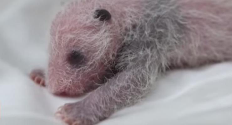 В Китае опубликовали видео рождения детеныша панды