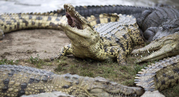 Биолог рассказала, как спаслась из пасти крокодила