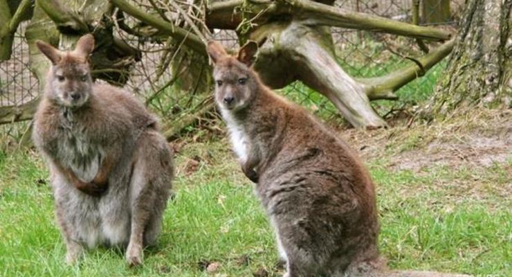 Жители Австралии массово жалуются на наглых кенгуру