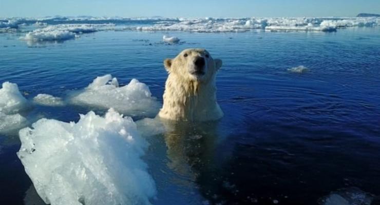 В Норвегии ради безопасности туристов убили полярного медведя
