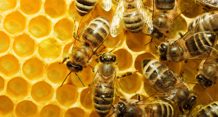 Госпотребинспекция объяснила, почему в Украине гибнут пчелы