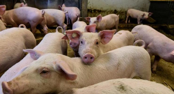 В Литве уничтожат почти 20 тысяч свиней из-за вспышки АЧС