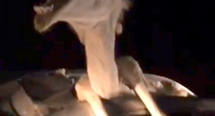 В Индии верблюд врезался в авто и застрял в нем