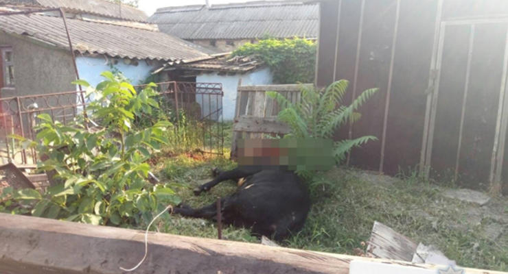 В Николаевской области полиция и охотник укрощали бешеного быка