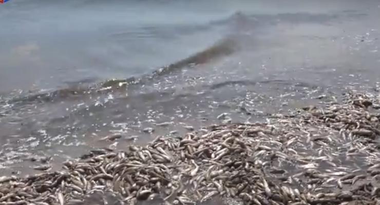 В Мариуполе пляж покрылся мертвой рыбой