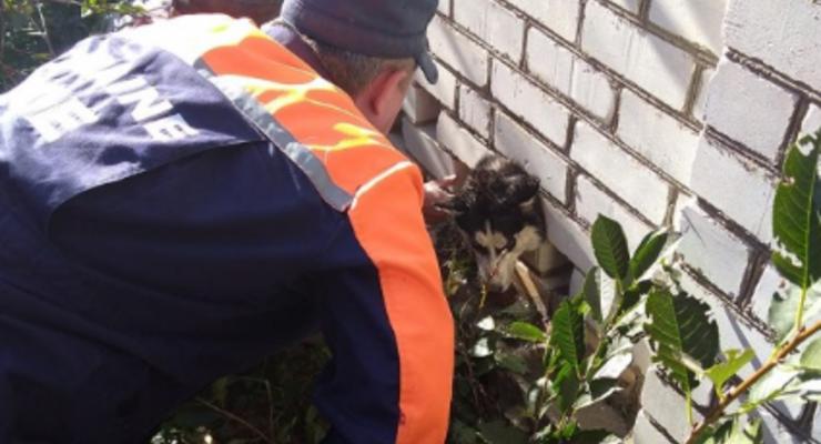 В Николаеве щенка хаски спасали из кирпичной ловушки