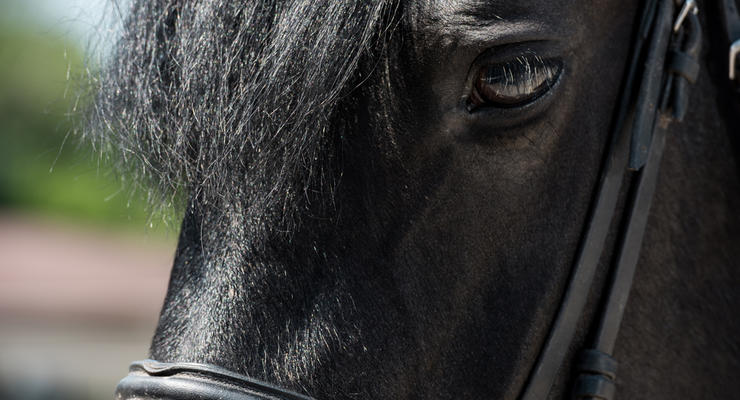 В Тернопольской области конь убил собственного хозяина