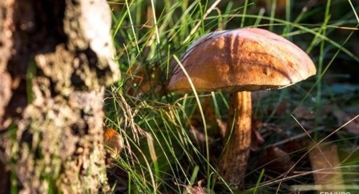 Под Харьковом пять человек отравились грибами