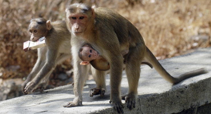 В Индии обезьяна взяла в заложники ребенка
