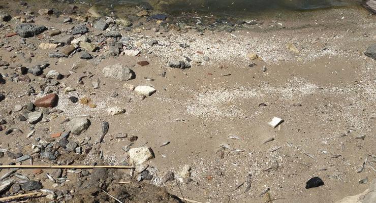 В Николаеве на пляже массово погибла рыба