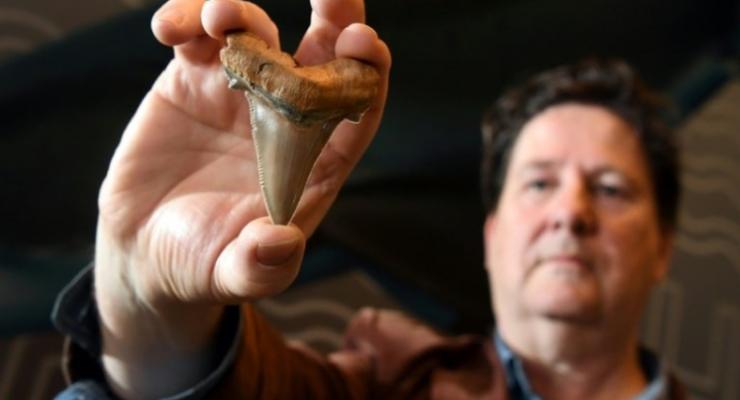 В Австралии нашли зуб доисторического чудовища