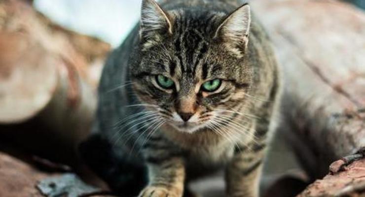 Под Харьковом трое детей пострадали от укусов бешеного кота