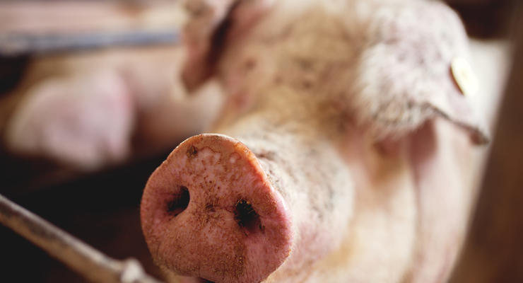 В Полтаве пытались продать на убой сотни свиней с АЧС