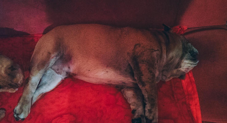 В Киеве бойцовская собака загрызла бульдога и покусала его владельца