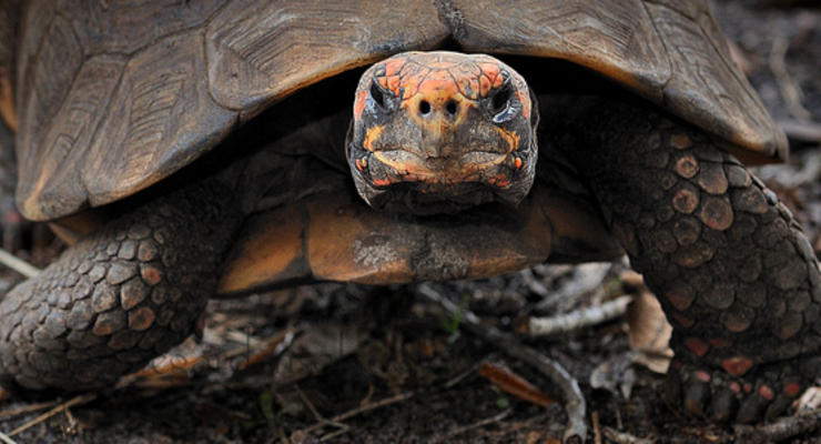В Бразилии черепаха просидела 30 лет запертой в коробке и выжила