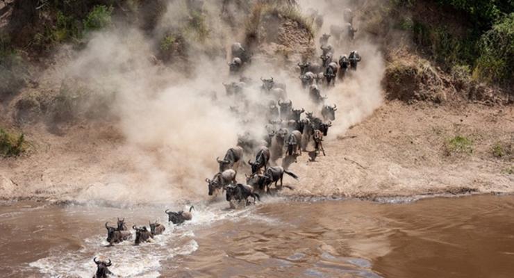 Тысячи антилоп прыгнули в реку с крокодилами