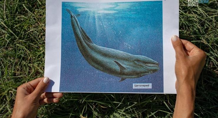 В Крыму нашли скелет древнего кита