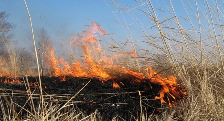 Под Харьковом женщина сжигала сухостой и погибла в огне