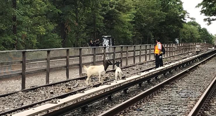 В Нью-Йорке козы помешали движению поездов метро