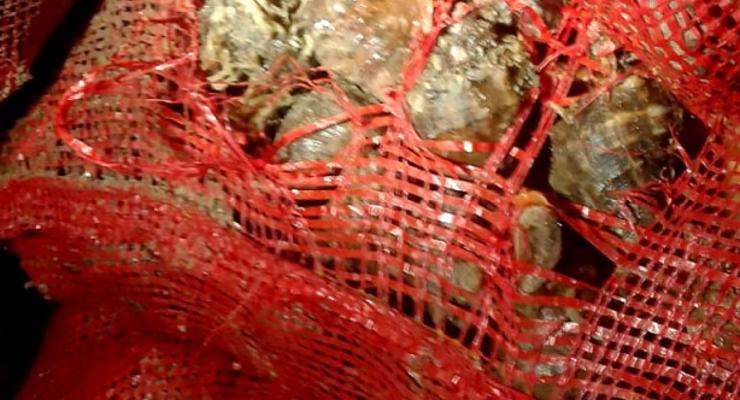 На Черном море браконьеры нелегально выловили тонну рапаны