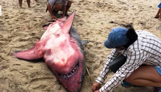 На берег в США вынесло красную акулу