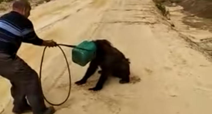 В Якутии ищут медведя с канистрой на голове