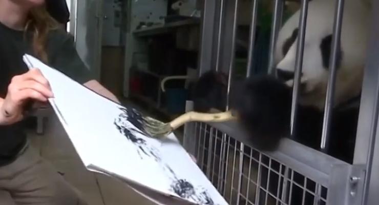 В зоопарке Вены панда рисует картины